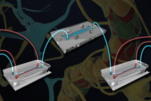 One Brain Chip (top) containing neurons and astrocytes is connected via microfluidic channels to two blood-brain barrier (BBB) chips containing endothelial cells and their supporting astrocytes and pericytes. The researchers were able to trace the flow of molecules from the vasculature across the BBB and into the brain, and found that substances produced by the endothelial cells help maintain neuronal function. Credit: Wyss Institute at Harvard University