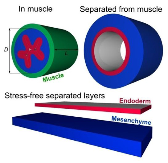 Physical forces create wrinkling in the gut. (Image courtesy of L. Mahadevan and Science/AAAS.)