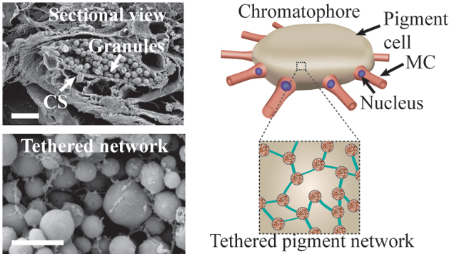 Chromatophore structure