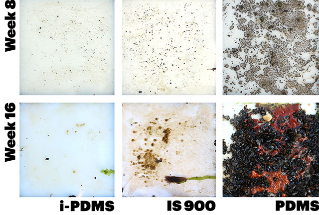 “A comparison of three different anti-fouling surfaces after eight and sixteen weeks of being submerged in the water in Scituate, MA. Credit: The Wyss Institute at Harvard University”