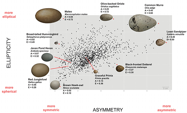 Average egg shapes for each of 1400 species (black dots), illustrating variation in asymmetry and ellipticity. (Image courtesy of L. Mahadevan/Museum of Vertebrate Zoology, Berkeley)