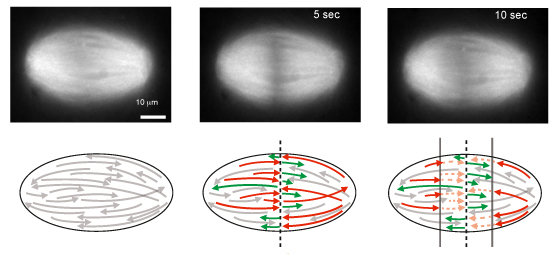 Effect of slicing mitotic spindle