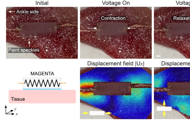 A small, clear rectangular hydrogel is fixed on a wire and contains a spring. Through electric currents, the gel causes attached muscle tissue to contract and relax.