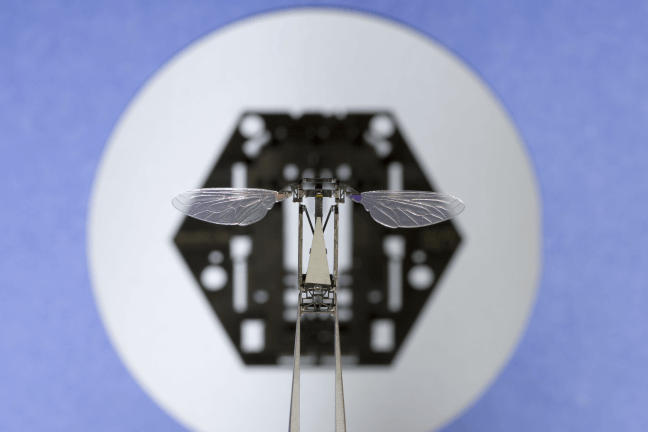 A Robobee with small transparent wings is held with tweezers above the hexagonal plate it was extracted from.