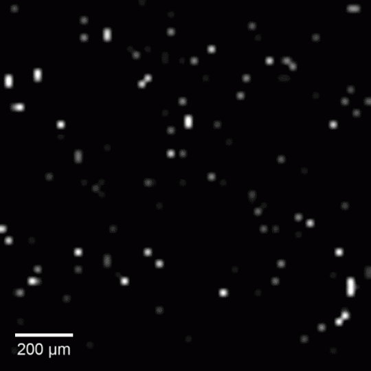 Video showing intracellular recordings of neurons across a connected network