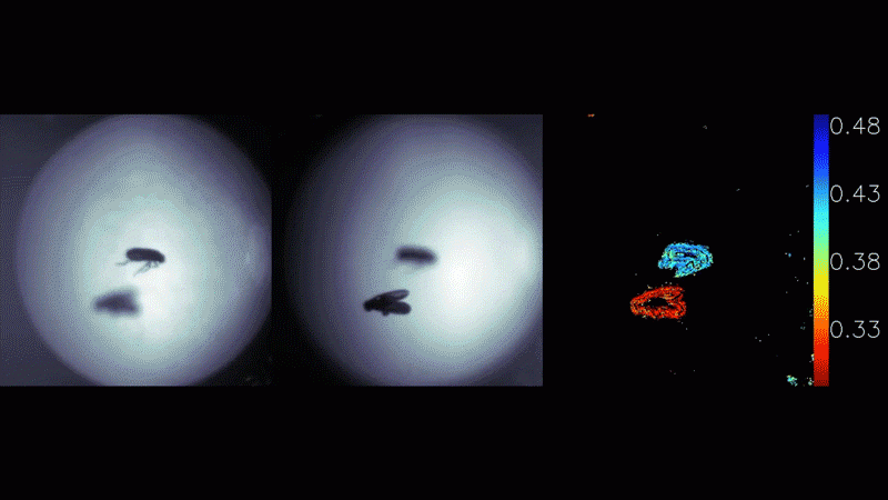 A video showing the metalens depth sensor working in real-time to capture the depth of fruit flies. 