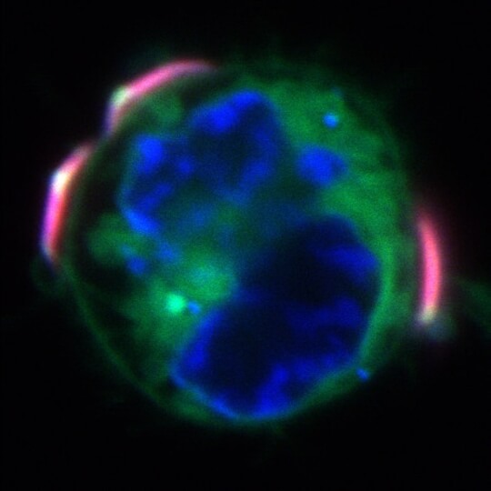 Cytokine-containing backpacks macrophage cell 