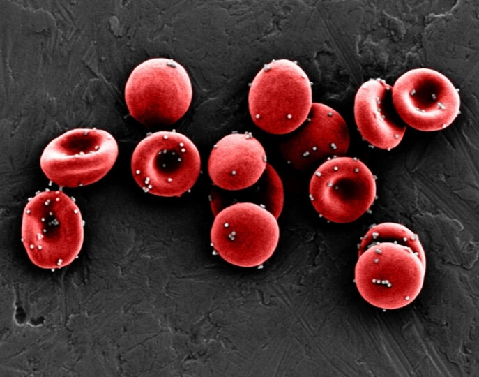 image of red blood cells 