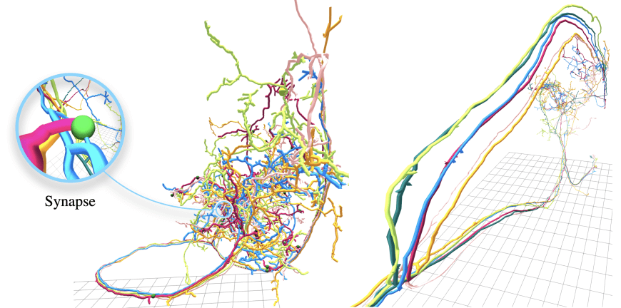 Proofreading of neuron reconstructions and synaptic connections