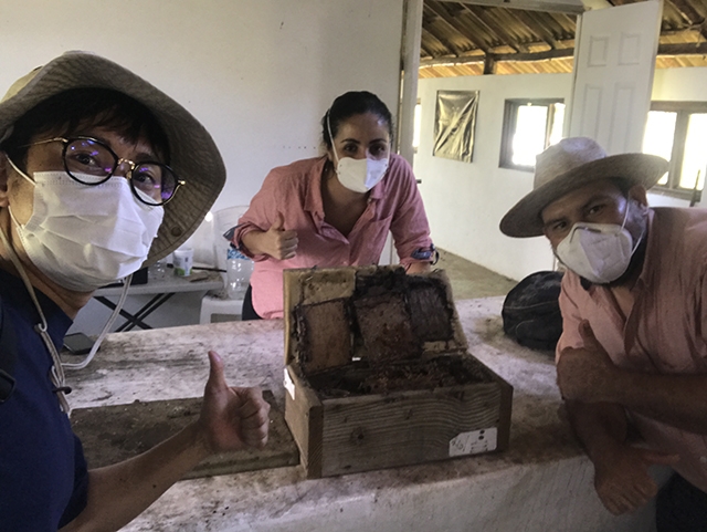 Beekeepers with a box hive of melipona bees