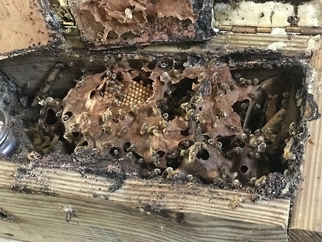 Melipona bee hive