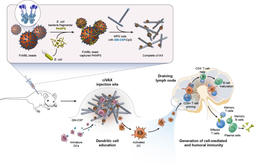 This illustration shows how a ciVax infection vaccine against a pathogenic E. coli strain is produced and applied