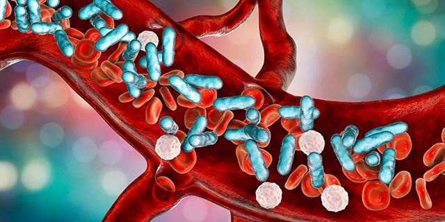 Pathogenic bacteria in the bloodstream