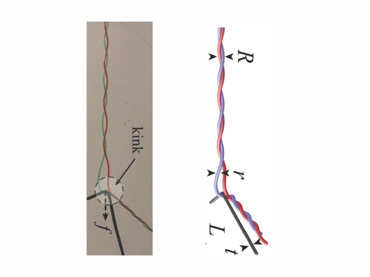 Experiments and simulations show the tine moving along the double helix