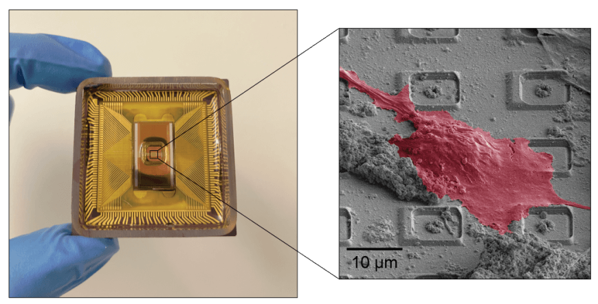 Semiconductor chip on left, with detail callout of a neuron sitting on top of the electrode array