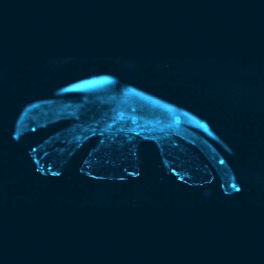 image of biohybrid jellyfish