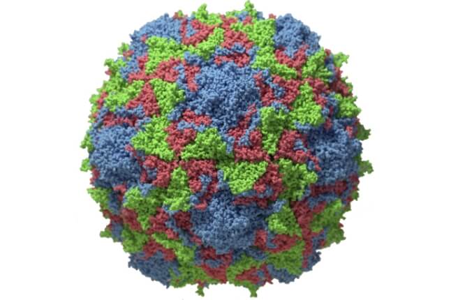 Illustration of a virus 