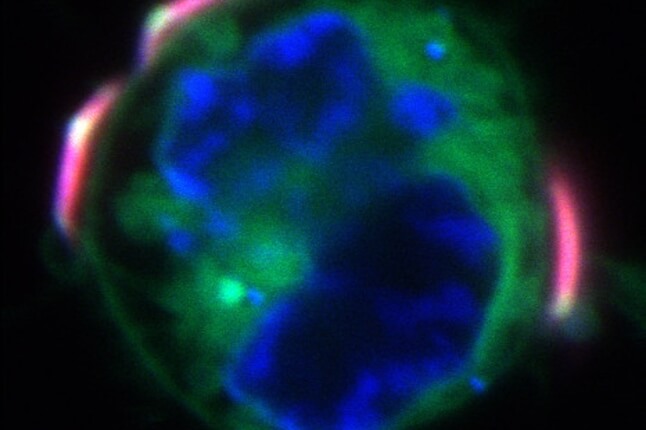 Cytokine-containing backpacks macrophage cell 